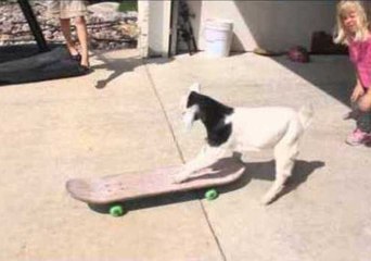 Lily the Goat Tries Out a Skateboard