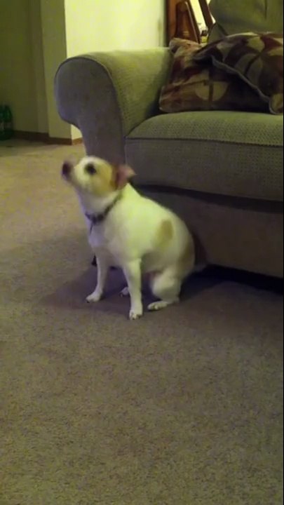 Oyuncu köpek