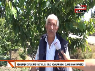 KİRAZ ÜRETİCİLERİ ÜRÜNLERİN AZ OLMASINDAN DERTLİ