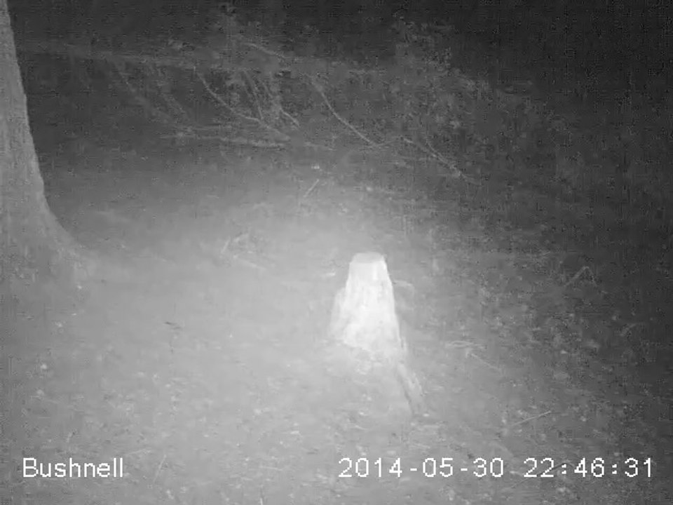 Blaireau (piège photo)