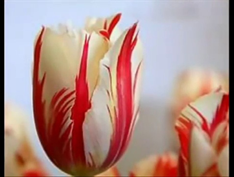 Özcan Deniz - Seyreyle Güzel Kudretli Mevla  Neler  Eyler