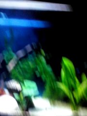 EYLÜL AKVARYUM TANITIMI