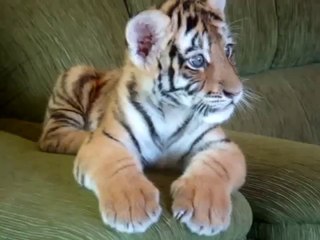 Just The Dog And The "Cat" Playing