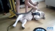 Dogs Enjoying Being Vacuumed Compilation