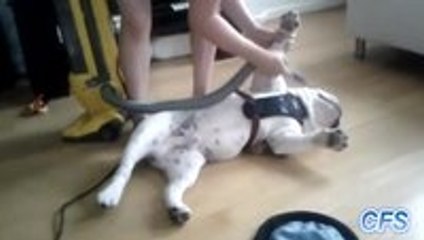 Dogs Enjoying Being Vacuumed Compilation