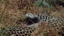 Leopard Kіlls Baboon, Saves іt's Baby From Hyenas