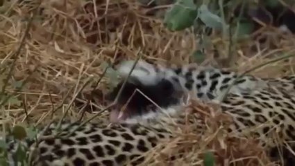 Leopard Kіlls Baboon, Saves іt's Baby From Hyenas