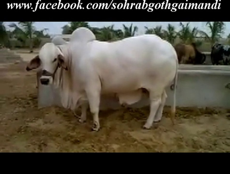 Jari Cattle Farm