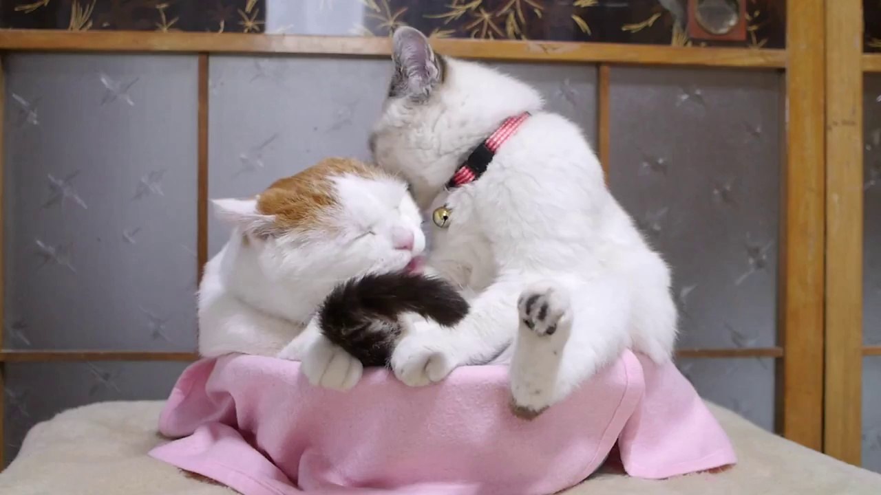 140412 しろとくろ