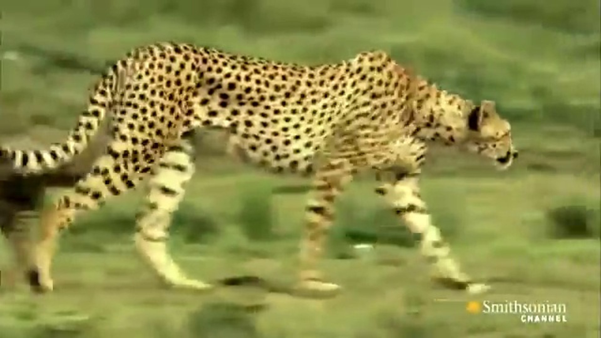 Cheetah -  (Documentary)