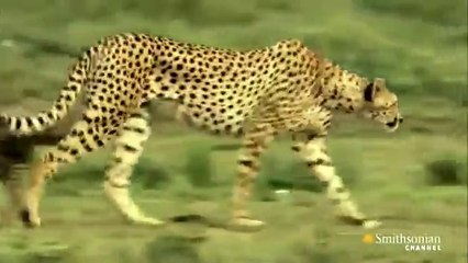 Cheetah -  (Documentary)