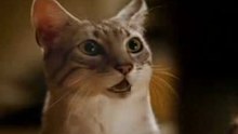 Tidy Cats Food Commercial