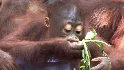 Seen PG's Thank You Mom Find out the hidden truth (Greenpeace)