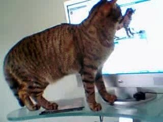 chat ordi