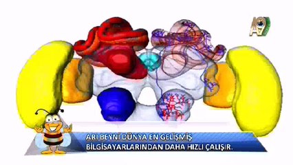 Arılardaki Yaratılış Mucizesi