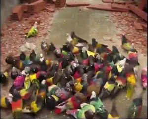 disi-kusu-kumese-getirmek-icin-yuzlerce-kusun-yarıstıgı-pika-guvercinleri