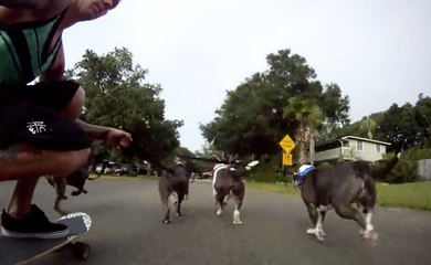 Insane skateboard with dogs !