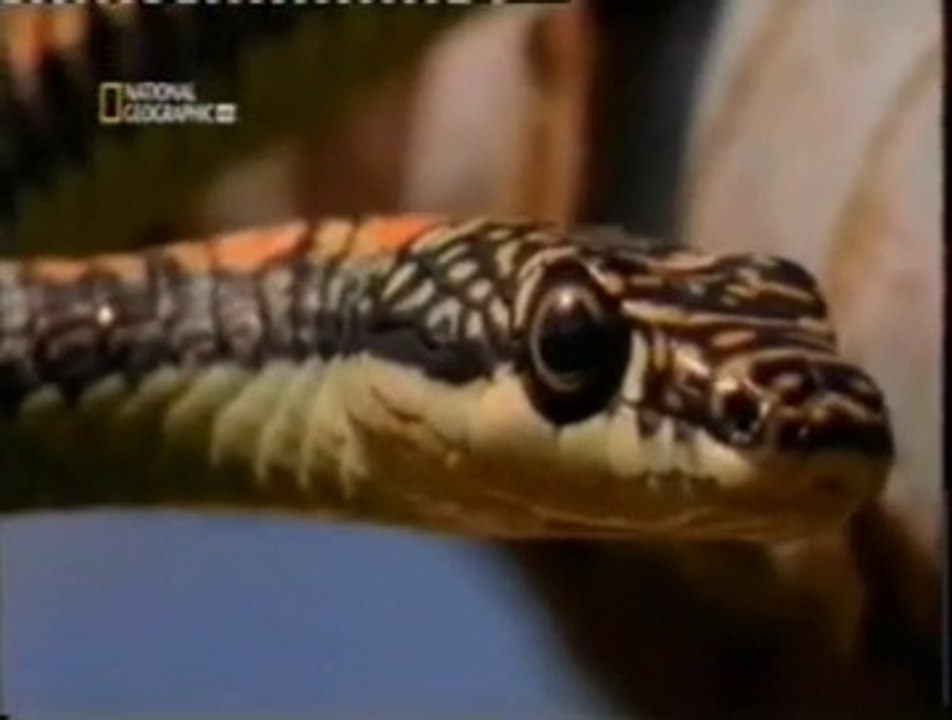 Paraiso: Serpiente voladora