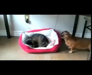 le chat qui vole le lit du chien