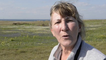 Narcisse des Glénan