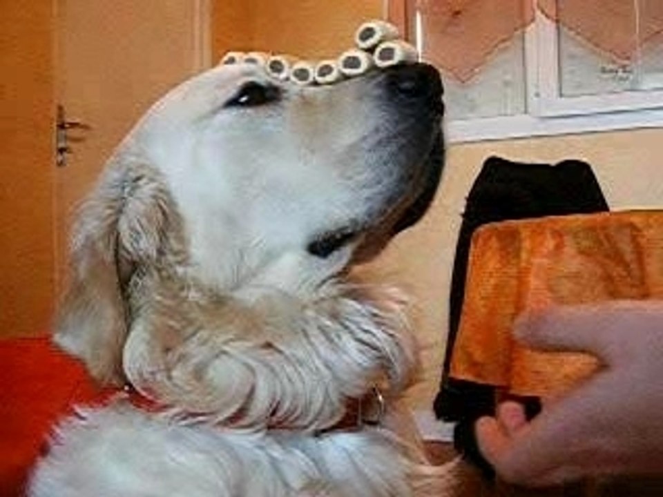 votre chien sait-il le faire?
