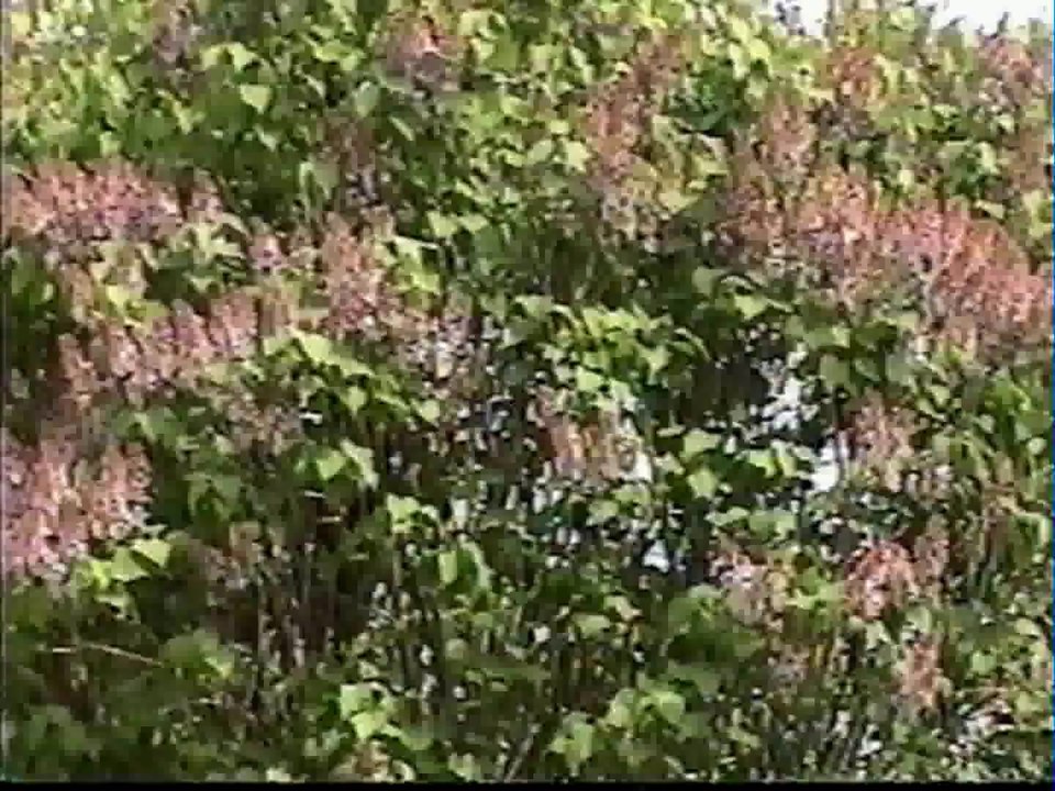Fête des mères 10 mai 1998.www.michellebeaualuminium.com