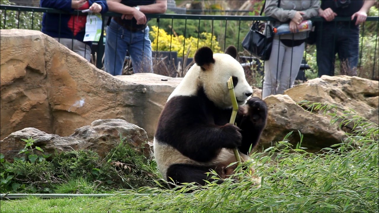 les pandas Beauval