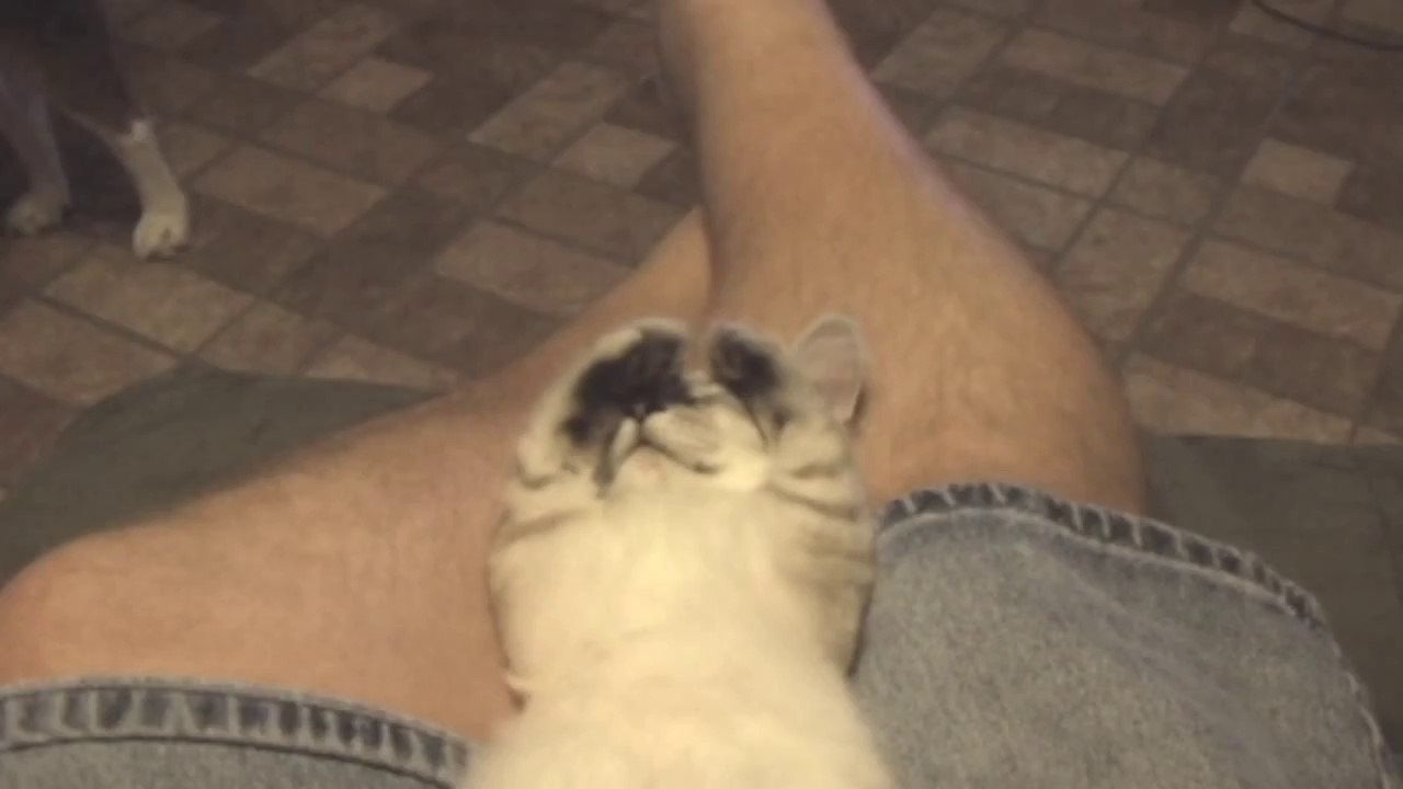 LAZIEST KITTY EVER BORN!
