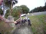 Skateboard avec des chiens