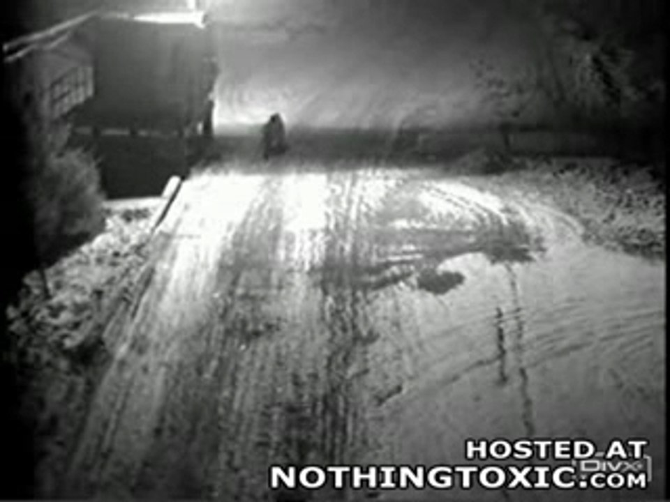 le petit chien qui fait peur au tigre