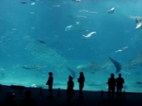 Whale sharks in aquarium