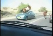 See the video of very dangerous accident with horse watch video