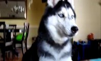 Mishka says 12 words - Dog Talking