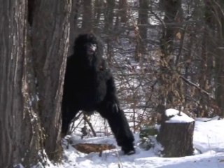 BIGFOOT DNA DISCOVERED