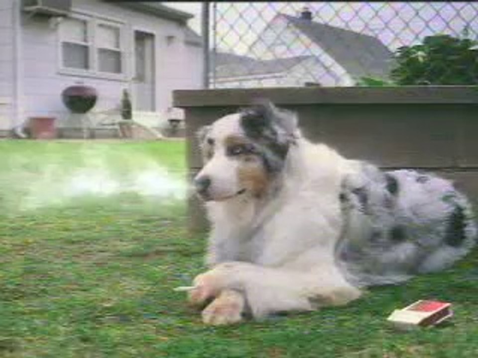 smoking-dog