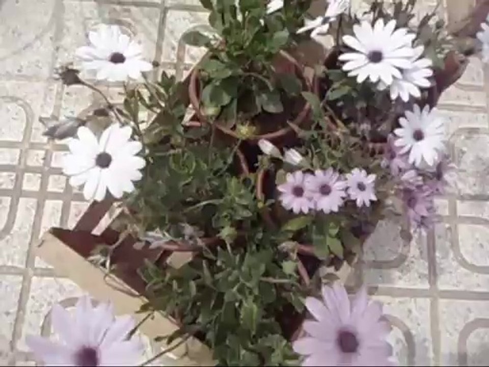 Fleurs en pots. أزهار