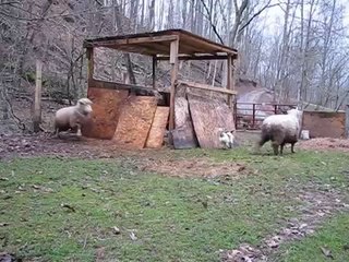 Bouncy Sheep Plays Hide-n-Seek With Happy Dog