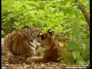 Yavru Kaplanı Çileden Çıkaran Maymun