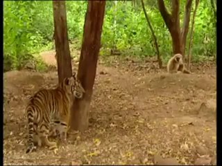 Yavru Kaplana Vurup Vurup Kaçan Haylaz Maymun