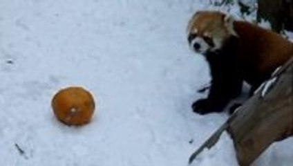 Red Panda vs. Pumpkin