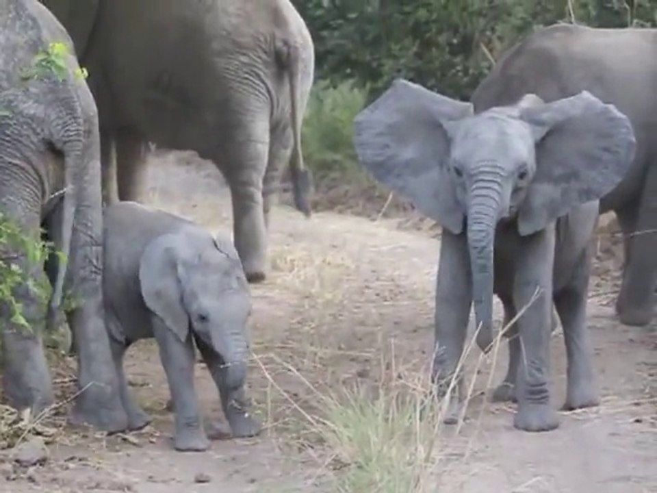 Cute Little Elephant Calf Charges Safari Vehicle