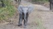 Un bébé éléphant charge un véhicule de Safari!