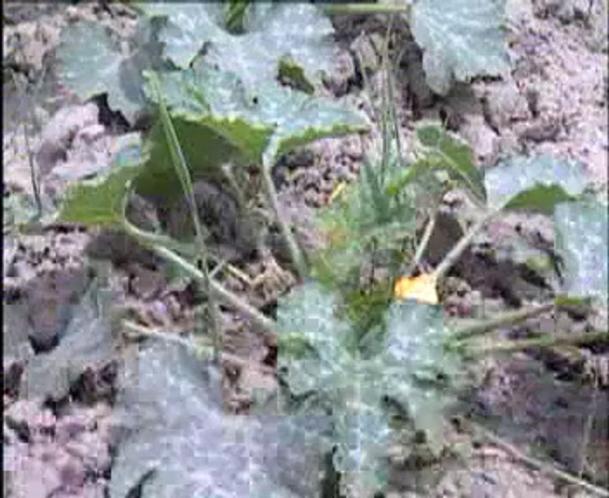 Kabak Yetiştiriciliği