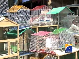 Birds Business in Pakistan-14 April 2014