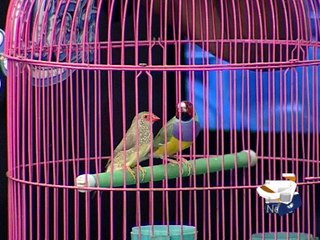 Pets Birds in Pakistan-14 April 2014