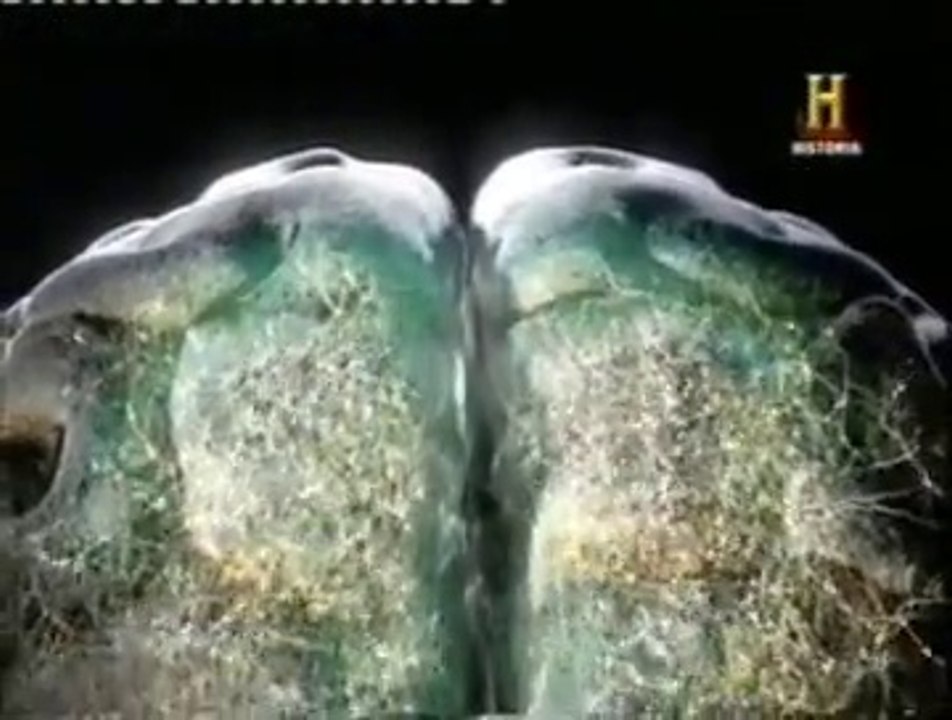 Fuego: Evolucion del cerebro