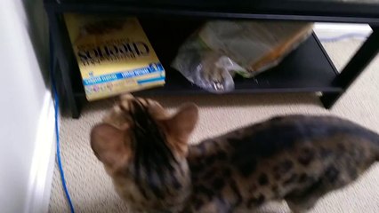 Rumble chattering at his pet mouse