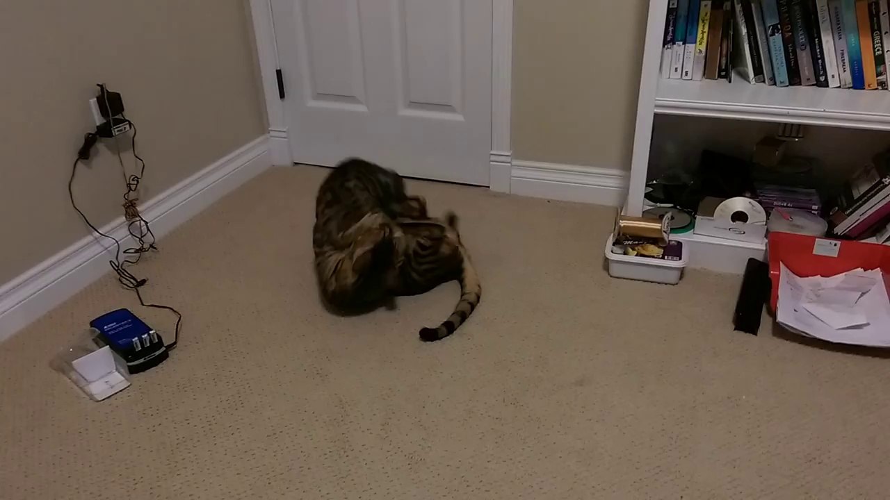 Cat Fight!