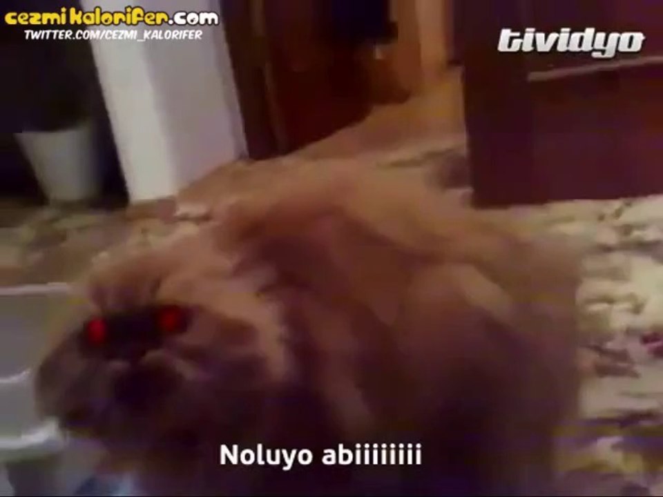 Konusan Kedi Noluyo Abi Noluyoo Dailymotion Video