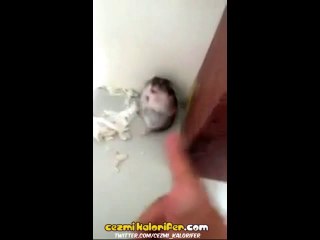 Ölü Takliti Yapan Hamster